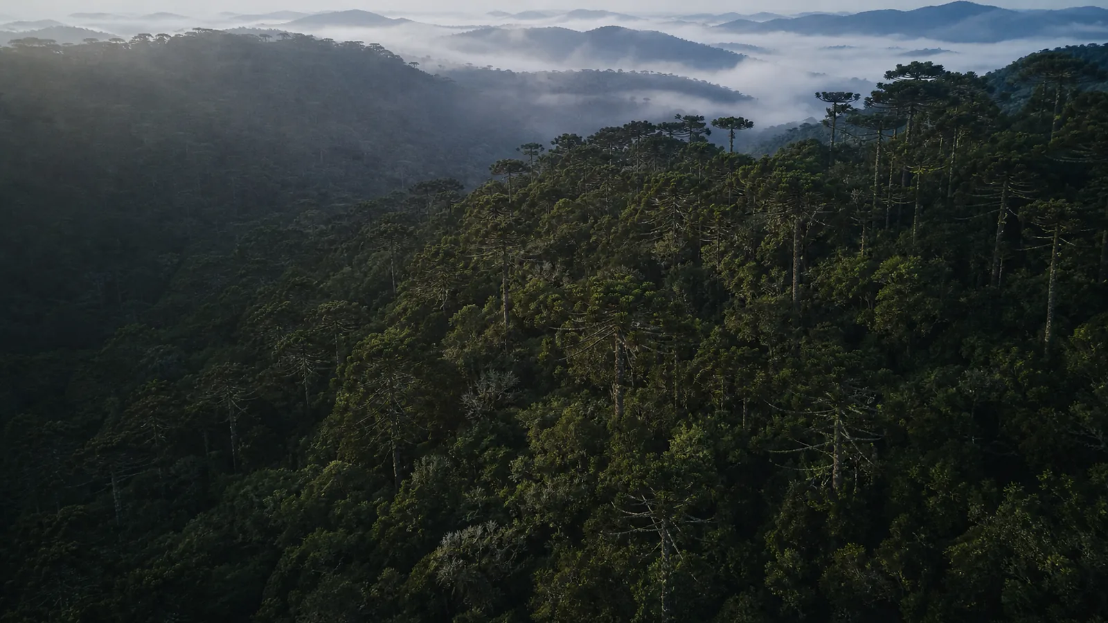 Floresta de araucárias preservada entre montanhas e neblina